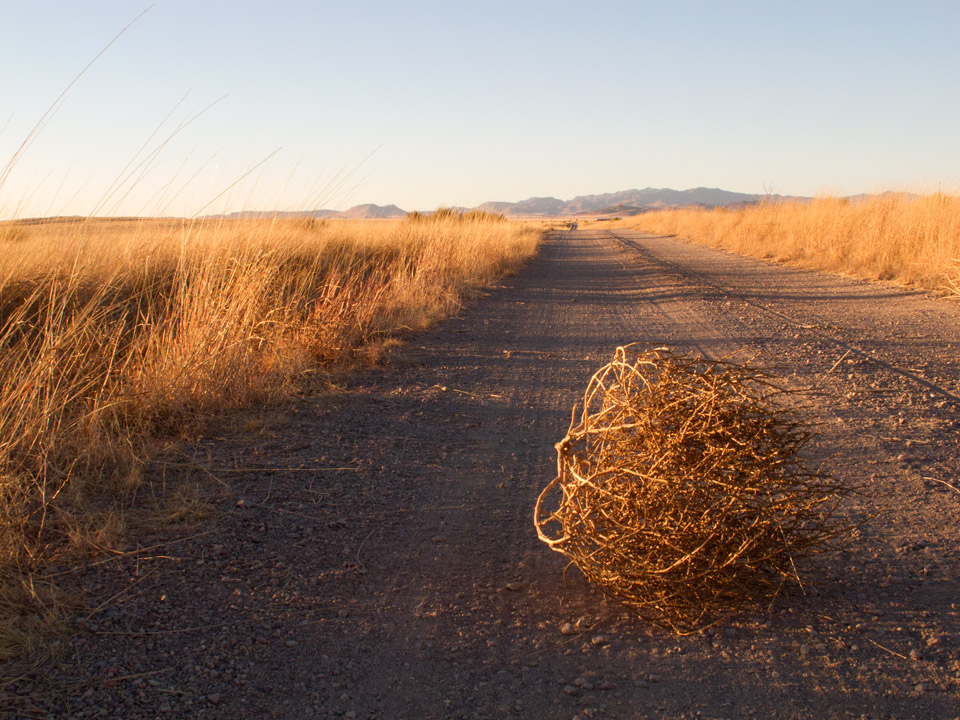 Lesson #184 Tumbleweeds are cooler than your boyfriend_ Fact ___.jpg