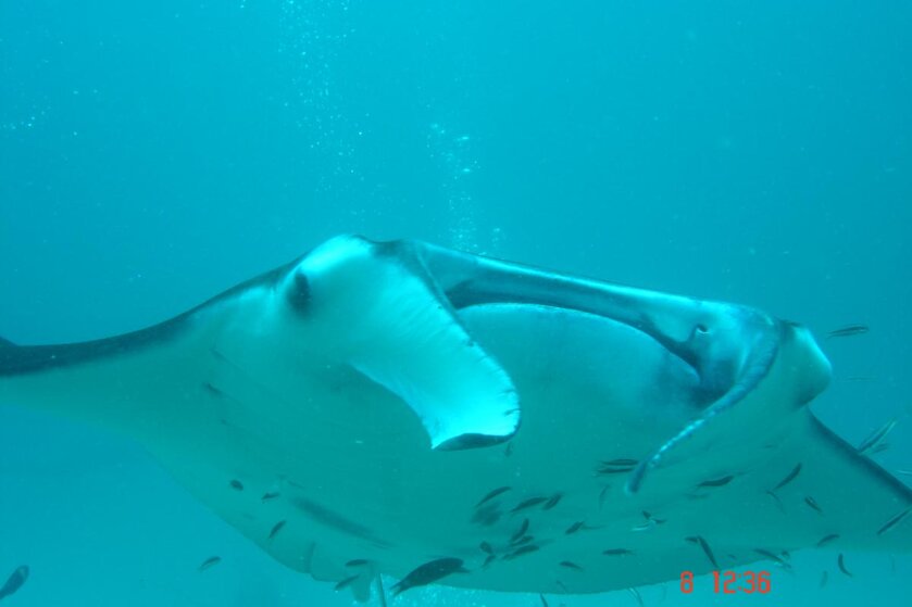 ELLAIDHOO MANTAS 018.jpg