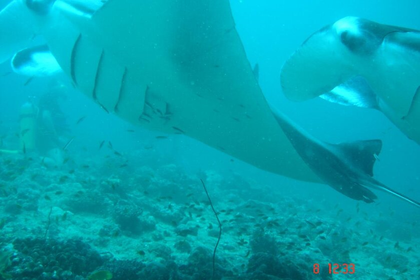 ELLAIDHOO MANTAS 010.jpg