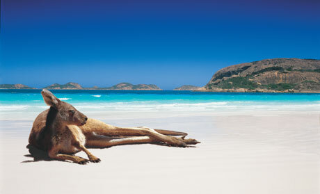 Kangaroo-on-the-Beach.jpg