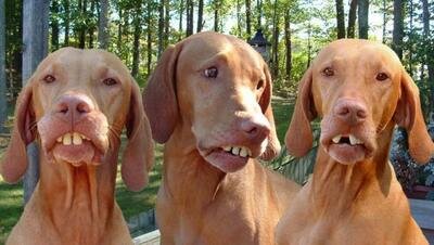 dog_teeth-13108.jpg