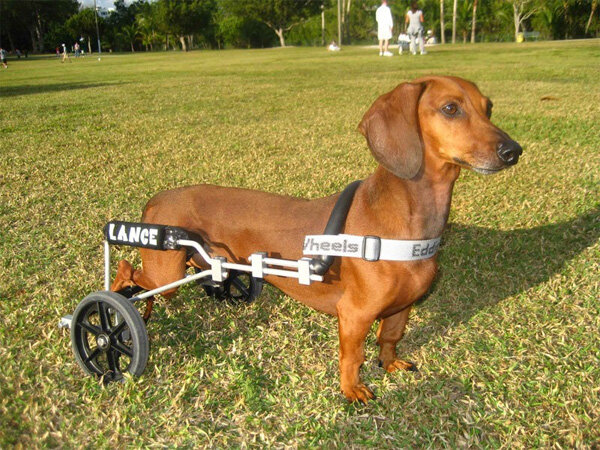 dog_on_wheels.jpg