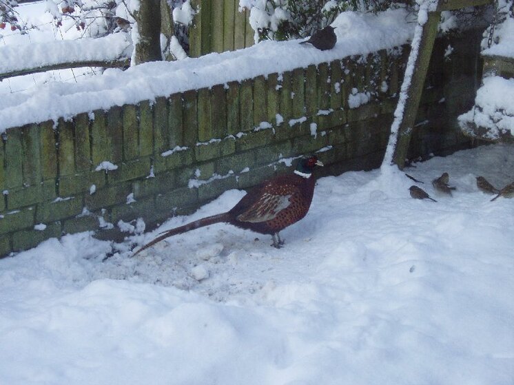 pheasant 001.jpg