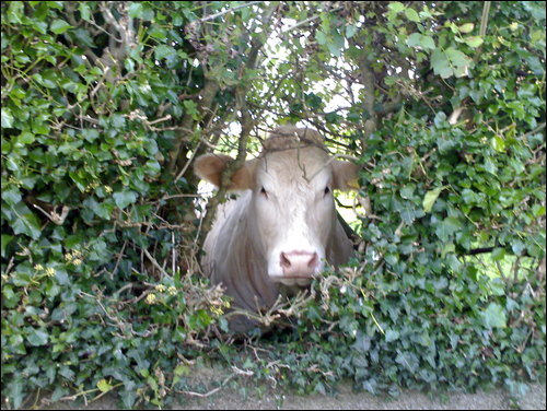 Amber in hedge.jpg