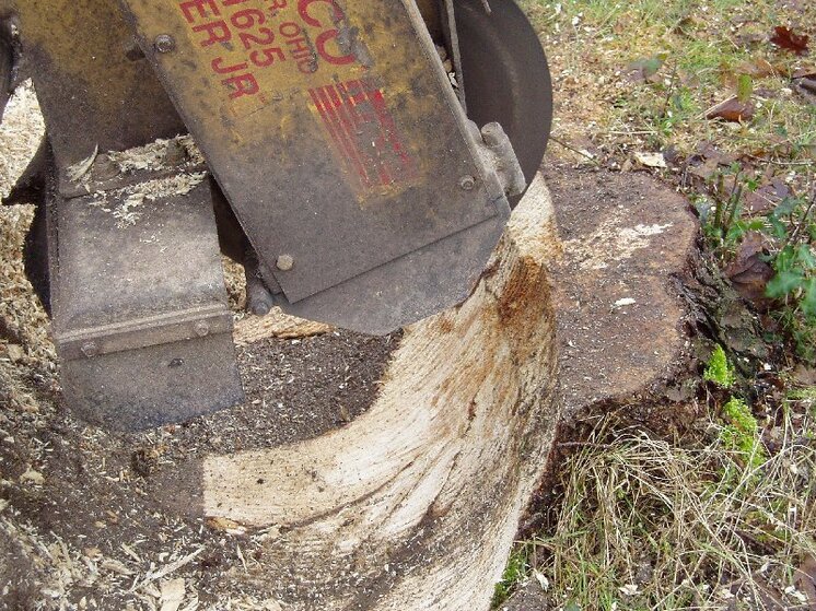 Stump grinding 017.jpg