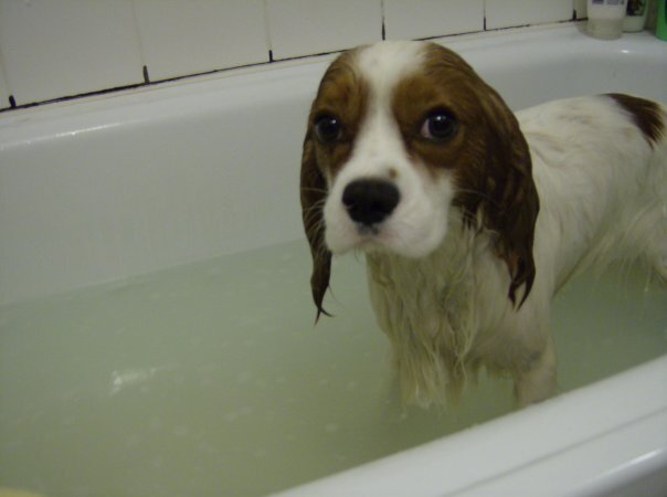 dog bath.jpg