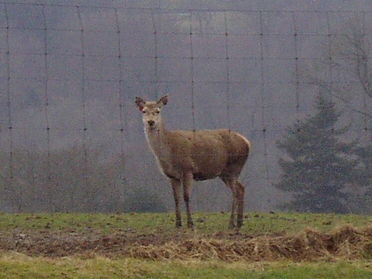 Deer 010.jpg