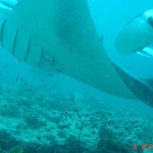 ELLAIDHOO MANTAS 010.jpg